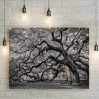 Rooted Shadows