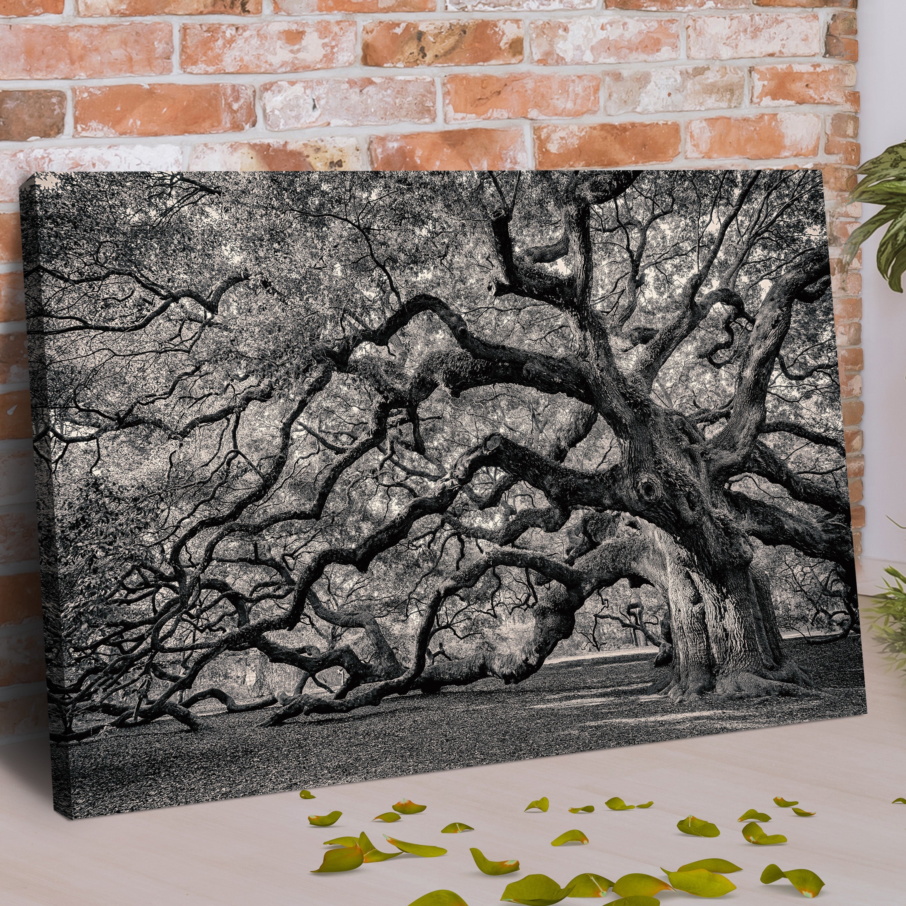 Rooted Shadows