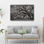 Rooted Shadows